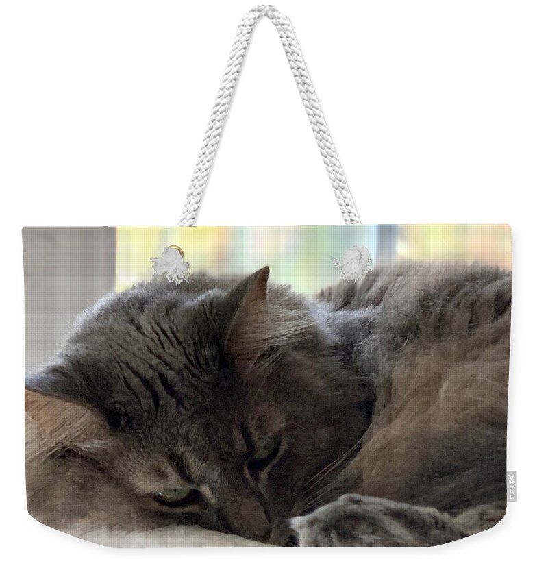 Cat Weekender Tote Bag featuring the photograph Peaceful Purr by Lee Darnell
