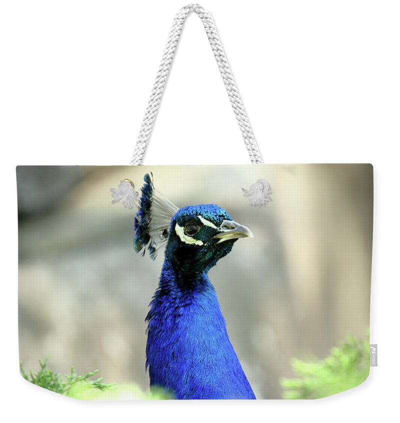 Bird Weekender Tote Bag featuring the photograph Peacock-A-Boo by Lens Art Photography By Larry Trager