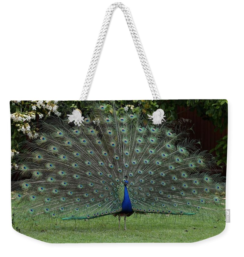 Indian Peafowl Weekender Tote Bag featuring the photograph Peacock Fanning Tail by Mingming Jiang