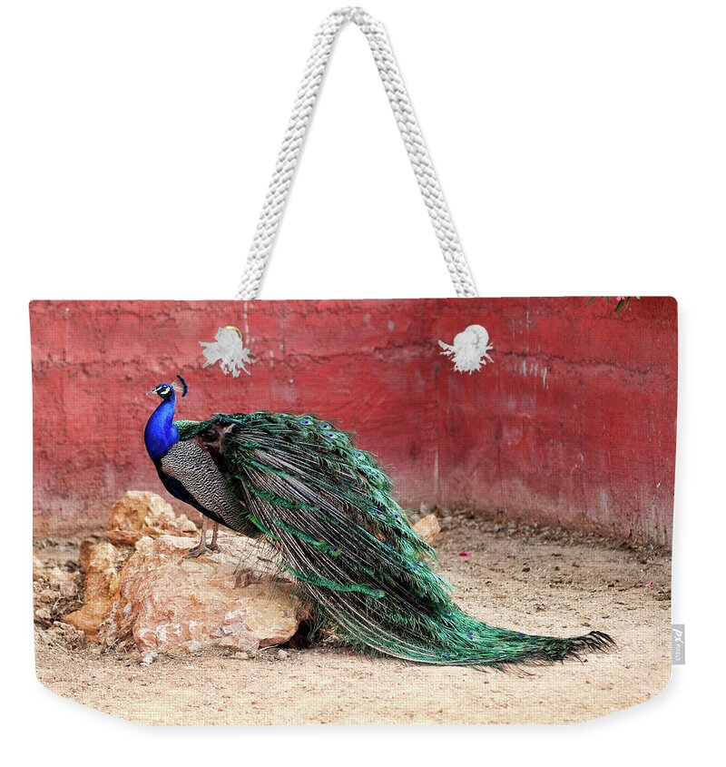 Peacock Weekender Tote Bag featuring the photograph Peacock in the zoo by Constantinos Iliopoulos