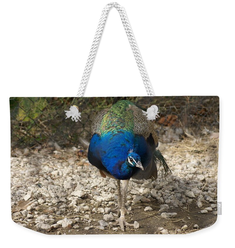  Weekender Tote Bag featuring the photograph Peacock Strut by Heather E Harman
