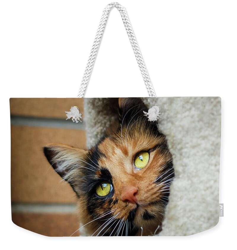 Art Weekender Tote Bag featuring the photograph Peeping Tom Cat by Rick Deacon