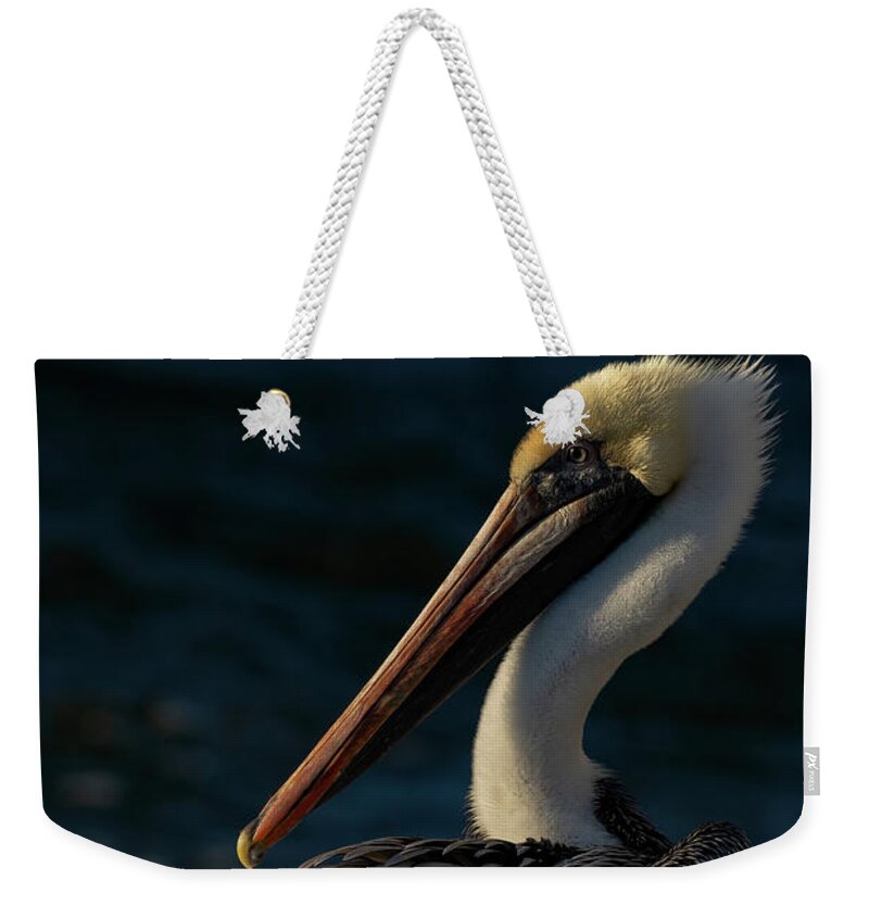 Birds Weekender Tote Bag featuring the photograph Pelican Basking in Morning Sun by RD Allen