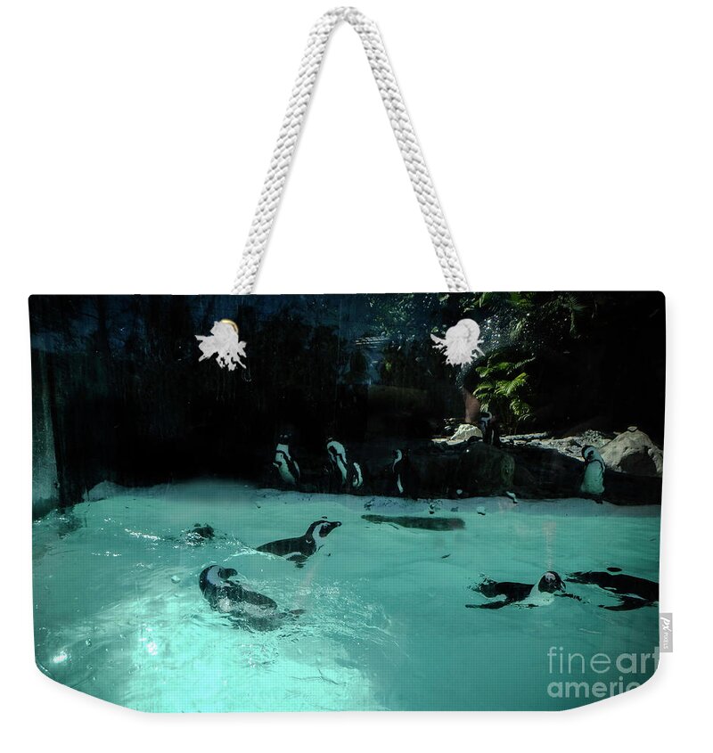 Penguin Weekender Tote Bag featuring the photograph Penguin Play by Judy Hall-Folde
