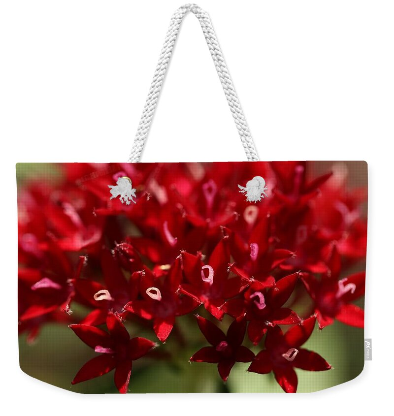Penta Flower Weekender Tote Bag featuring the photograph Red Penta Flowers by Mingming Jiang
