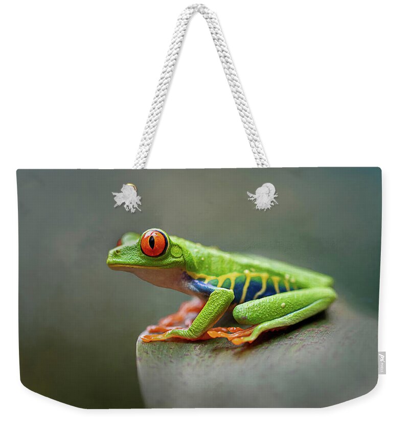 Frog Weekender Tote Bag featuring the photograph Perched on a Leaf - Red-Eyed Tree Frog by Teresa Wilson