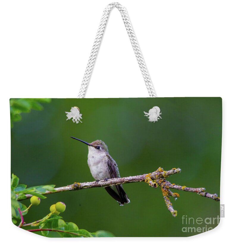 Hummingbird Weekender Tote Bag featuring the photograph Perching hummer by Jeff Swan