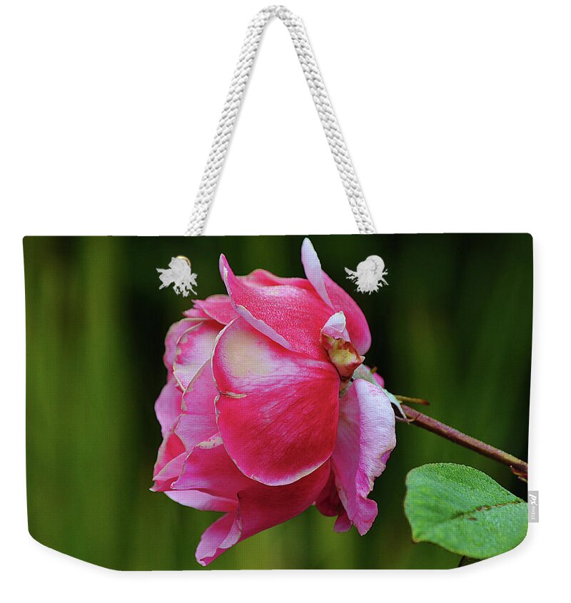 Rose Weekender Tote Bag featuring the photograph Perfect Not Perfect Pink Rose by Gaby Ethington