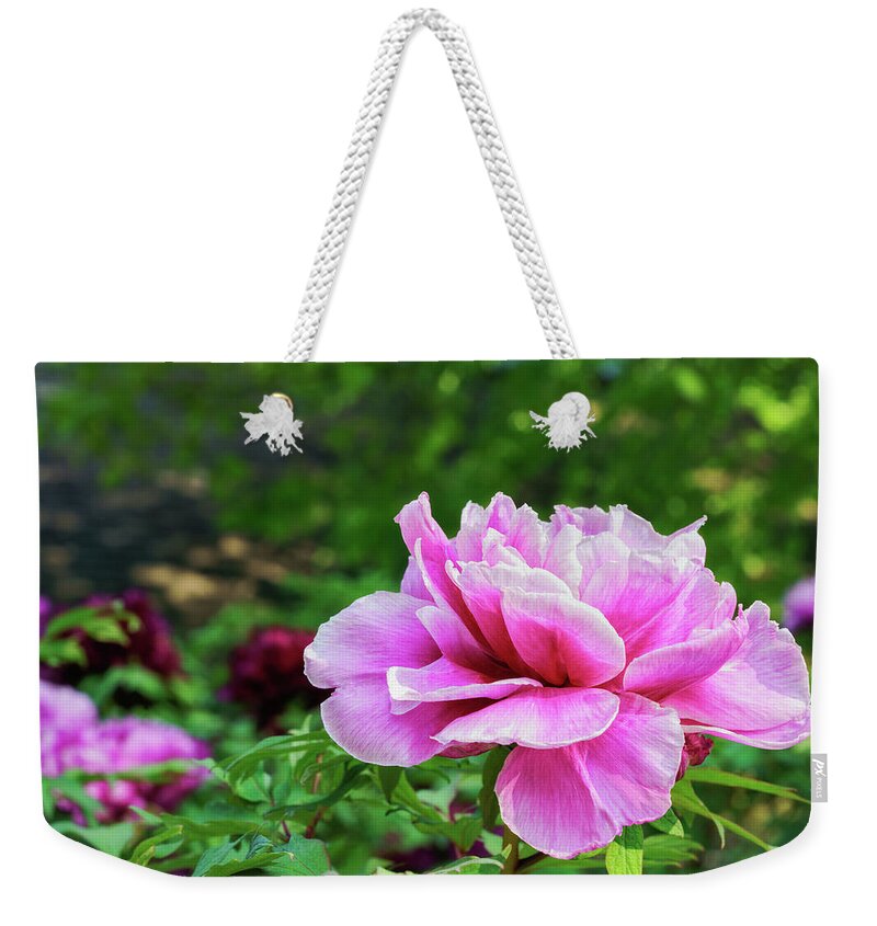 Perfect Weekender Tote Bag featuring the photograph Perfect Pink Peony by Marianne Campolongo