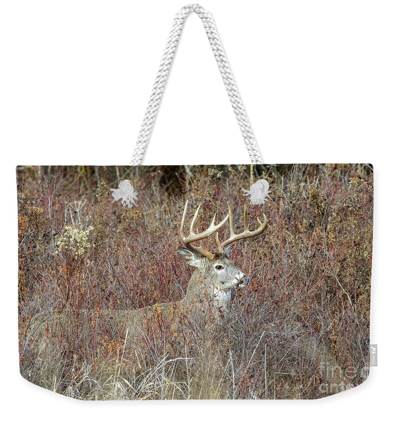 Deer Weekender Tote Bag featuring the photograph Perfection by Douglas Kikendall