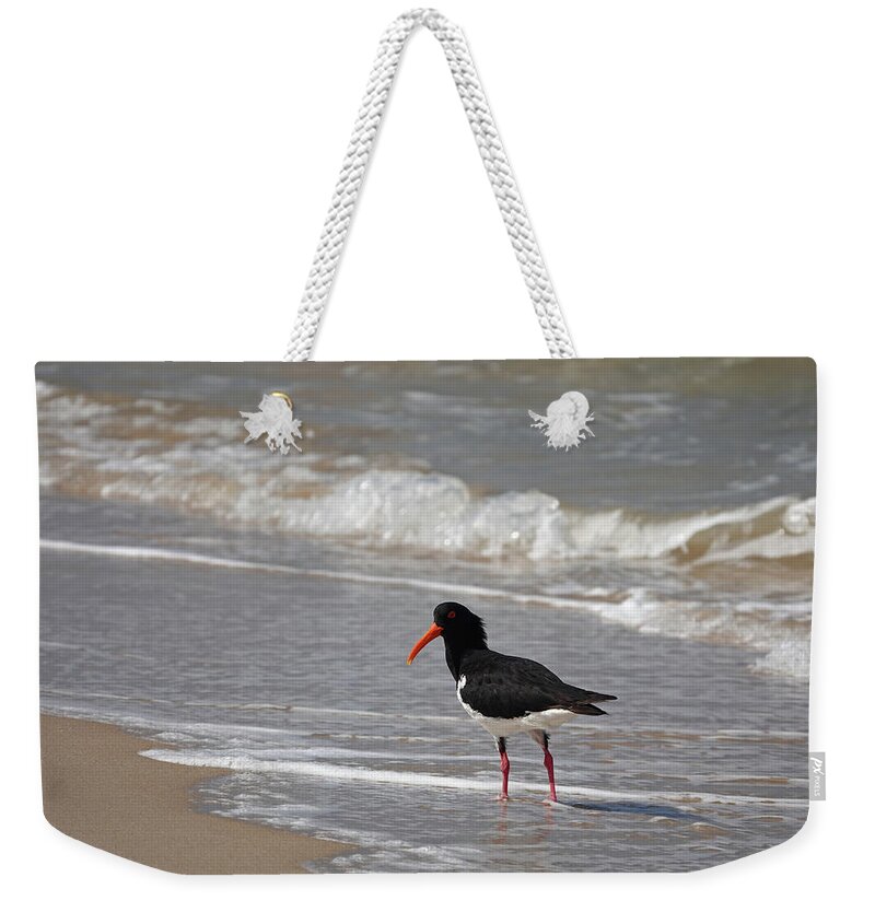 Animals Weekender Tote Bag featuring the photograph Pied Oystercatcher by Maryse Jansen
