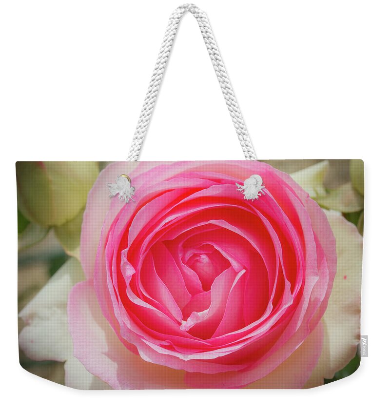 Background Weekender Tote Bag featuring the pyrography Pierre de Ronsard rose in bloom by Jean-Luc Farges