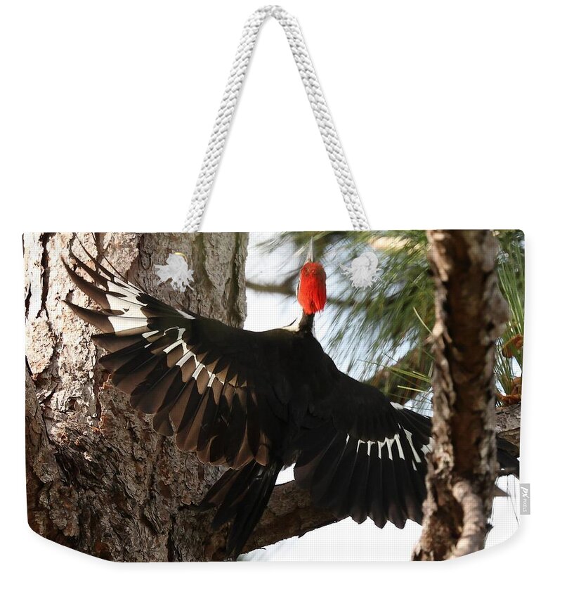 Pileated Woodpecker Weekender Tote Bag featuring the photograph Pileated Woodpecker 2 by Mingming Jiang
