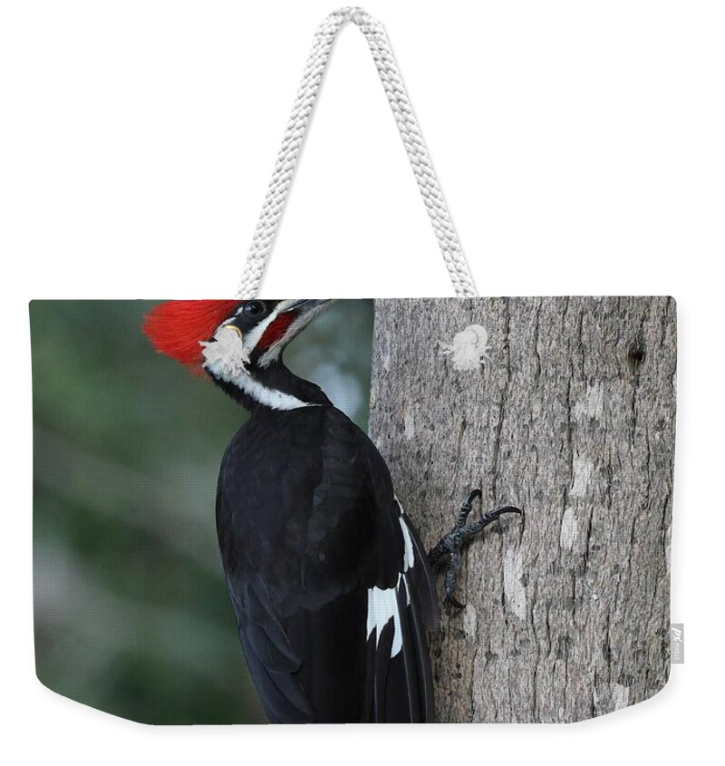Pileated Woodpecker Weekender Tote Bag featuring the photograph Pileated Woodpecker by Mingming Jiang