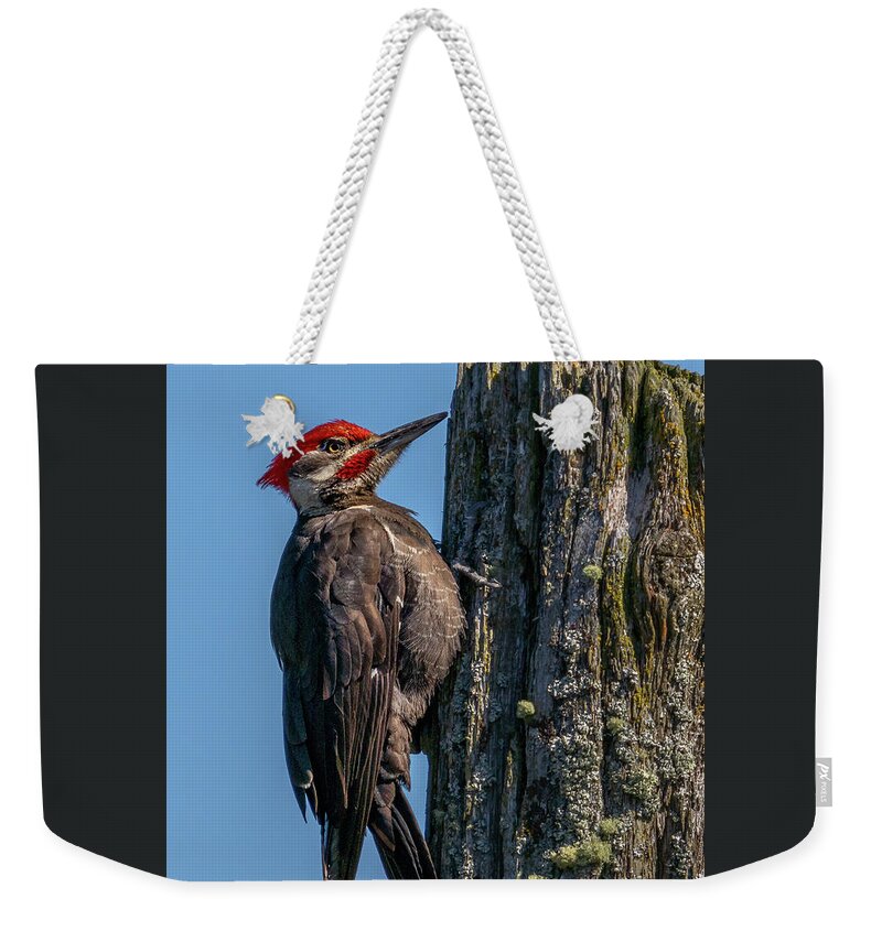 Hylatomus Pileatus Weekender Tote Bag featuring the photograph Pileated Woodpecker Ready for Food by Nancy Gleason