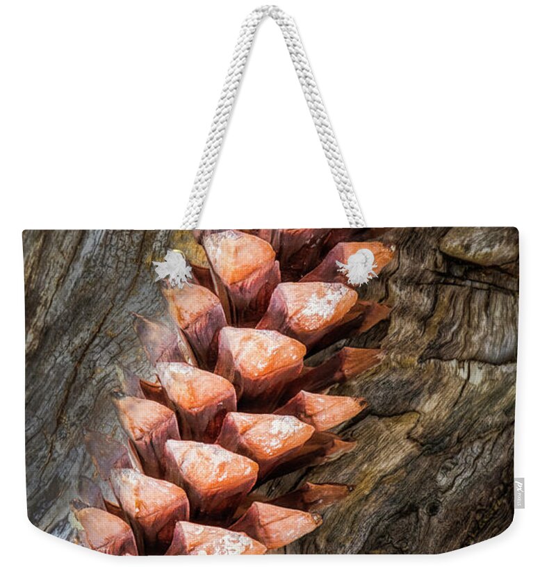 Pine Cone Weekender Tote Bag featuring the photograph Pine Cone on Driftwood by Gary Slawsky