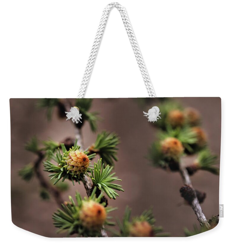 Tree Weekender Tote Bag featuring the photograph Pine cones by M Fotograaf