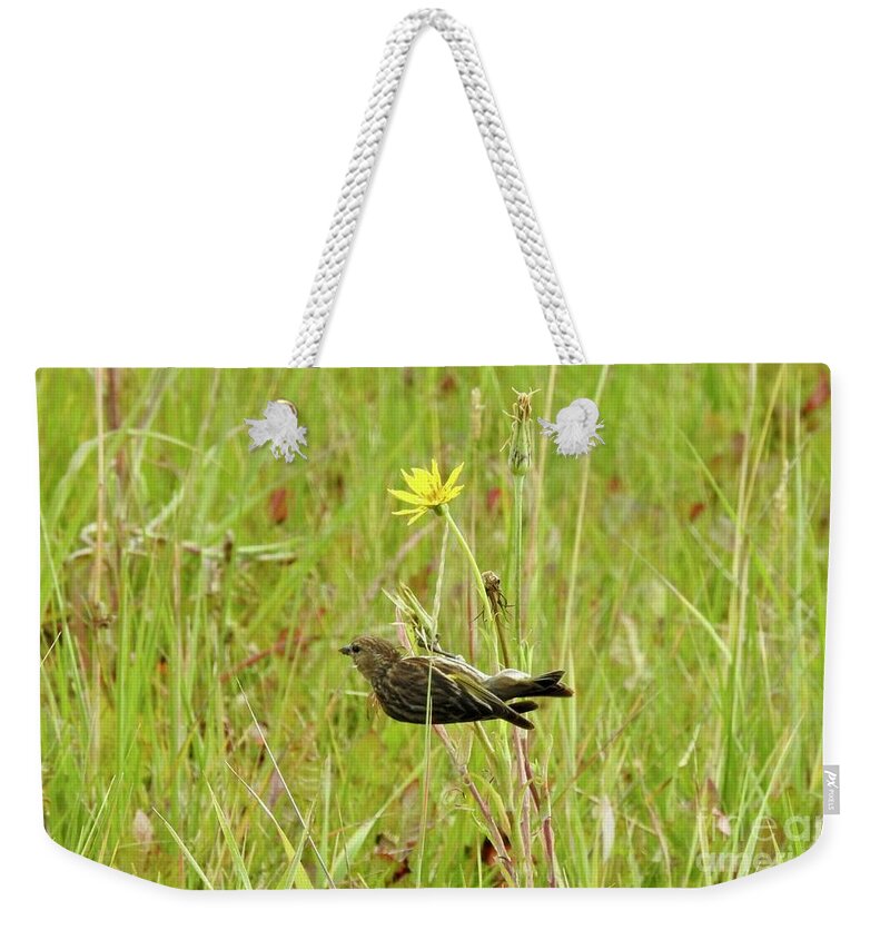 Pine Siskin Weekender Tote Bag featuring the photograph Pine Siskin by Nicola Finch