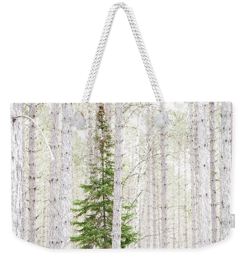 George Washington Pines Weekender Tote Bag featuring the photograph Pine Tree Heaven by Joe Kopp