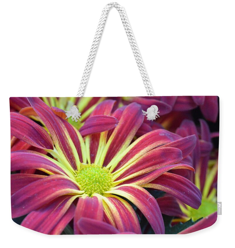 Daisy Weekender Tote Bag featuring the photograph Pink and Yellow Daisy 1 by Amy Fose