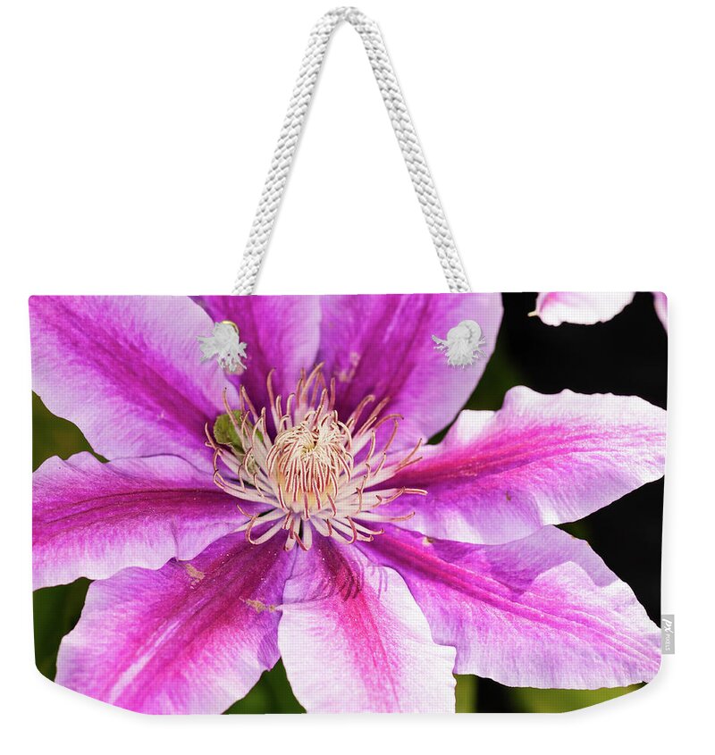 Clematis Weekender Tote Bag featuring the photograph Pink Clematis Flower Photograph by Louis Dallara