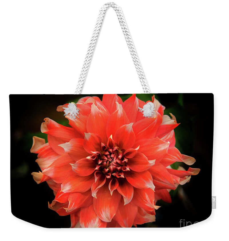 Pink Weekender Tote Bag featuring the photograph Pink Dahlia by Neala McCarten