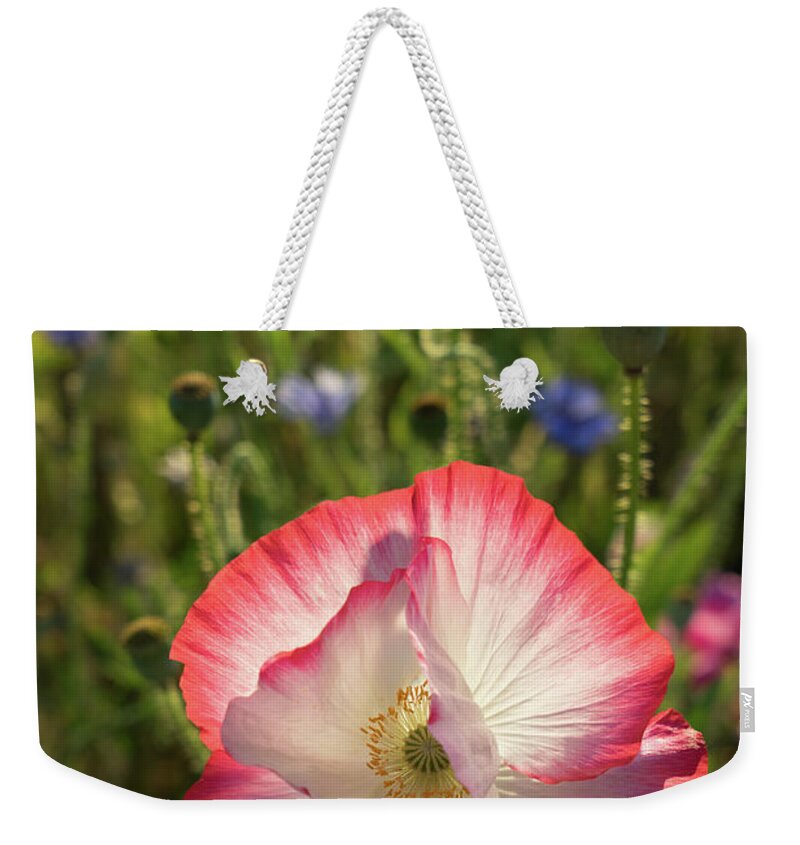 Poppy Weekender Tote Bag featuring the photograph Poppy blossom in the sunlight by Adriana Mueller