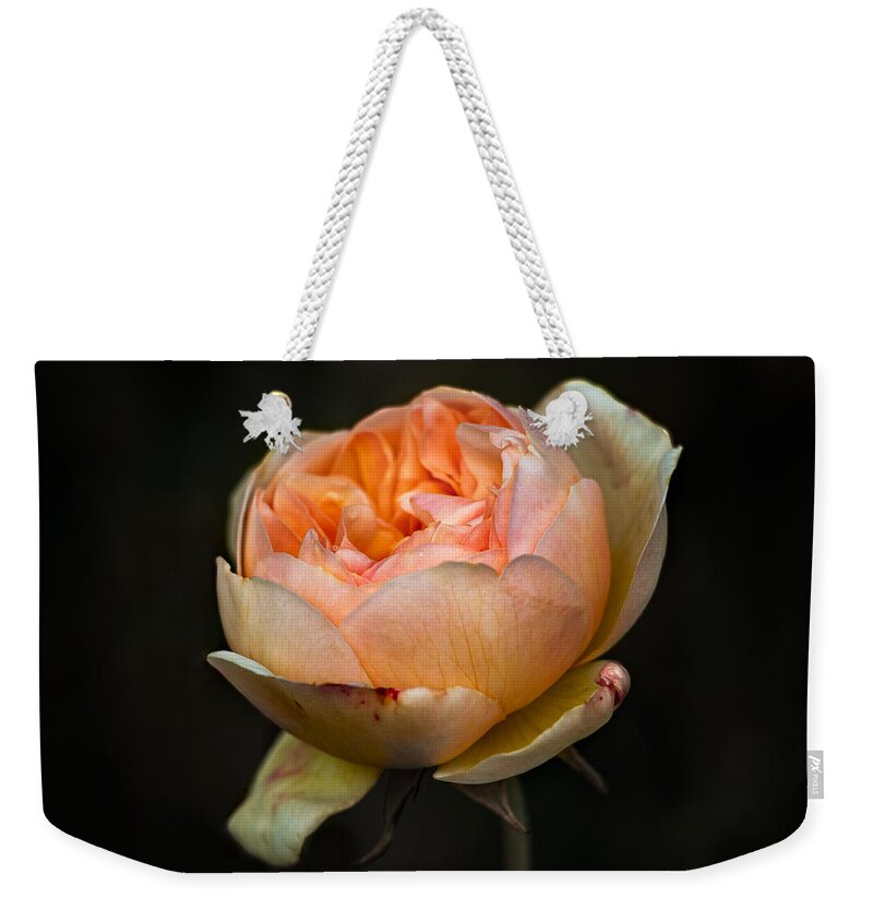 Pink Weekender Tote Bag featuring the photograph Pink Rose Portrait by Carrie Hannigan