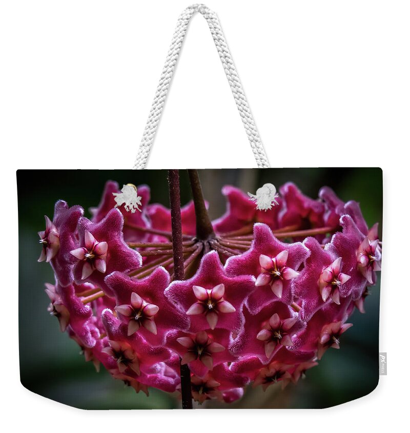 Pink Weekender Tote Bag featuring the photograph Pink Silver Porcelain Flower by Steven Sparks