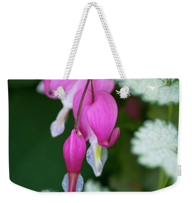 Pink Weekender Tote Bag featuring the photograph Pink Snow On The Mountain by Pamela Dunn-Parrish