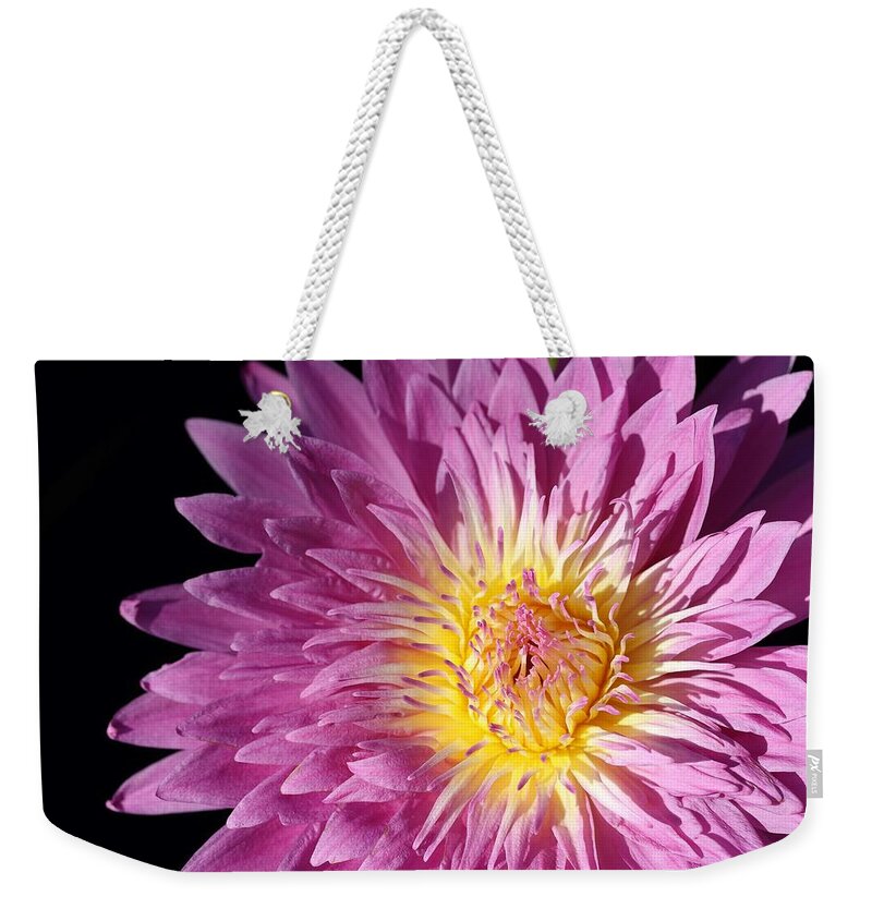 Water Lily Weekender Tote Bag featuring the photograph Pink Splendor by Mingming Jiang