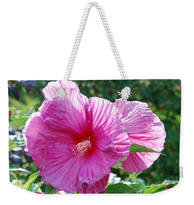 Pink Hibiscus Weekender Tote Bag featuring the photograph Pink Spotlight Hibiscus by Ee Photography