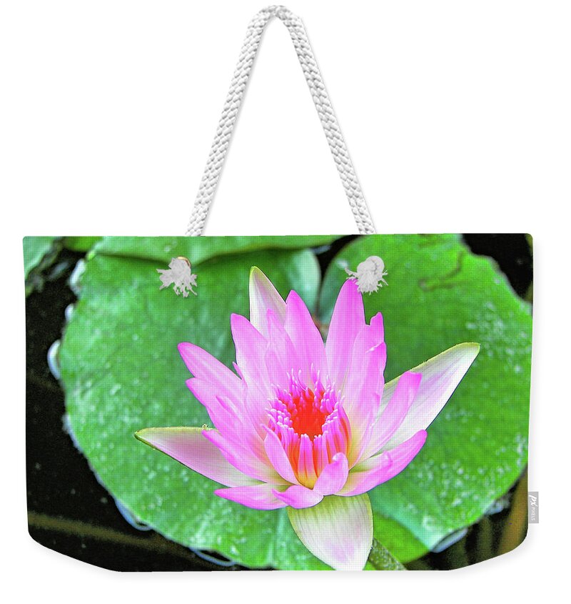 Pink Weekender Tote Bag featuring the photograph Pink Waterlily Flower by David Lawson