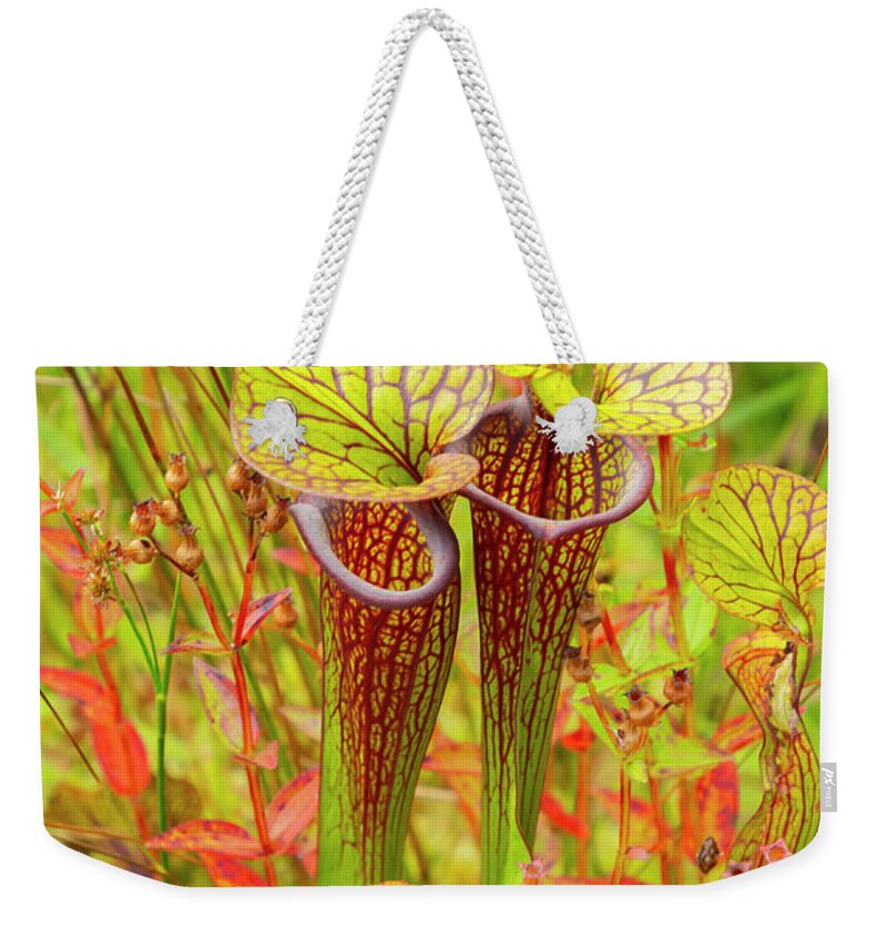 Pitcher Plants Weekender Tote Bag featuring the photograph Pitcher Plants by Cate Franklyn