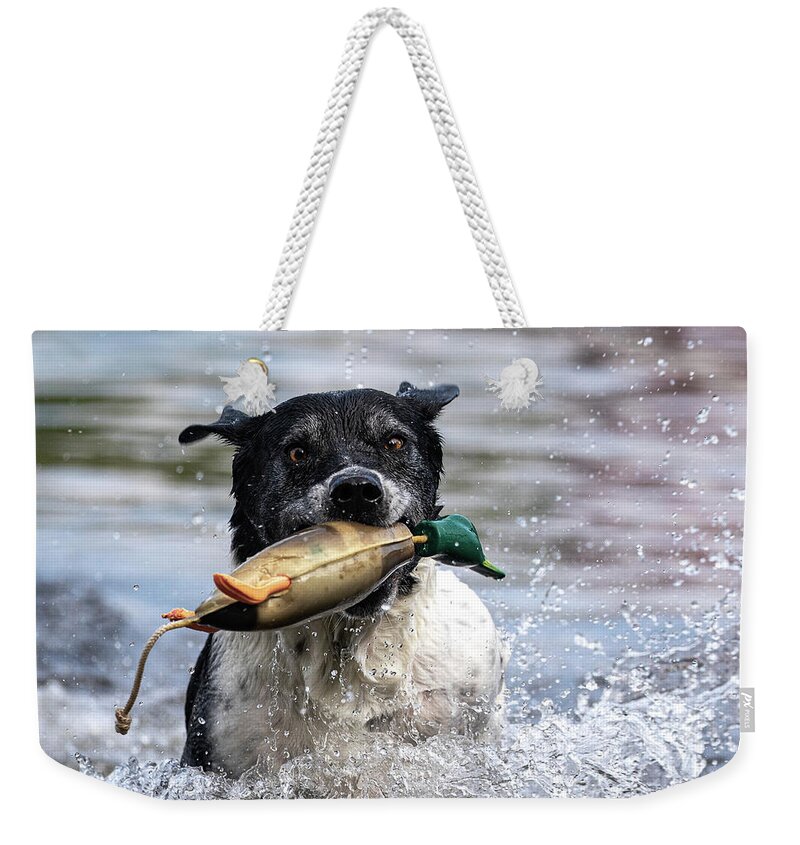 Hound Weekender Tote Bag featuring the photograph Playful Pup Retrieving Decoy by Denise Kopko