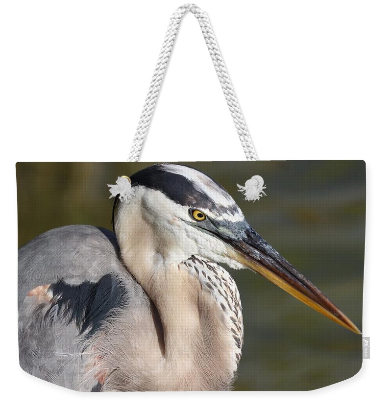Blue Heron Weekender Tote Bag featuring the photograph Portrait of a Great Blue Heron by Mingming Jiang