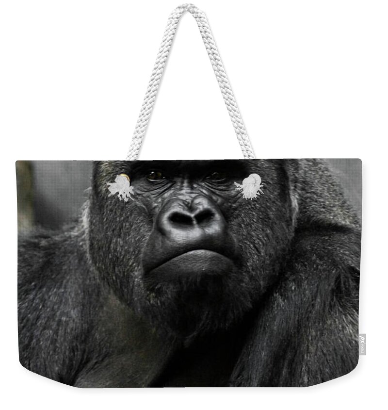 Powerful Dominant Male Gorilla Sits On A Background Of Stones An Throw  Pillow by Michael Semenov - Pixels Merch