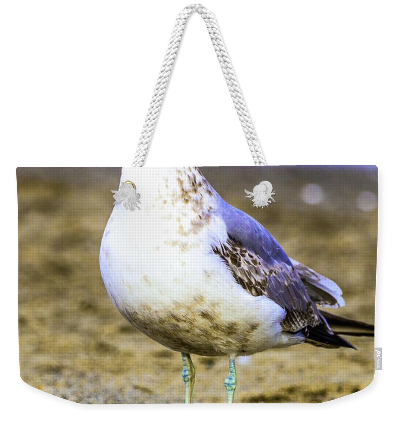 Sea Gull Weekender Tote Bag featuring the photograph Portrait of a Sea Gull by Tahmina Watson