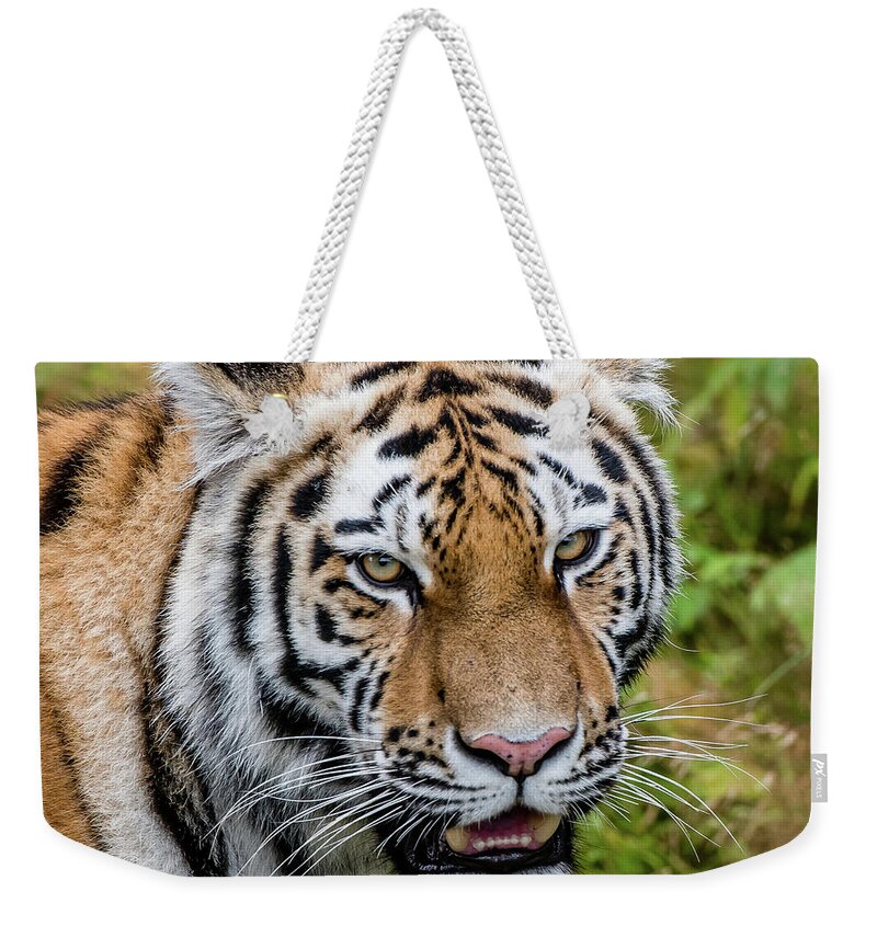 Carnivora Weekender Tote Bag featuring the photograph Portrait of a Siberian tiger or Amur tiger looking at you by Torbjorn Swenelius