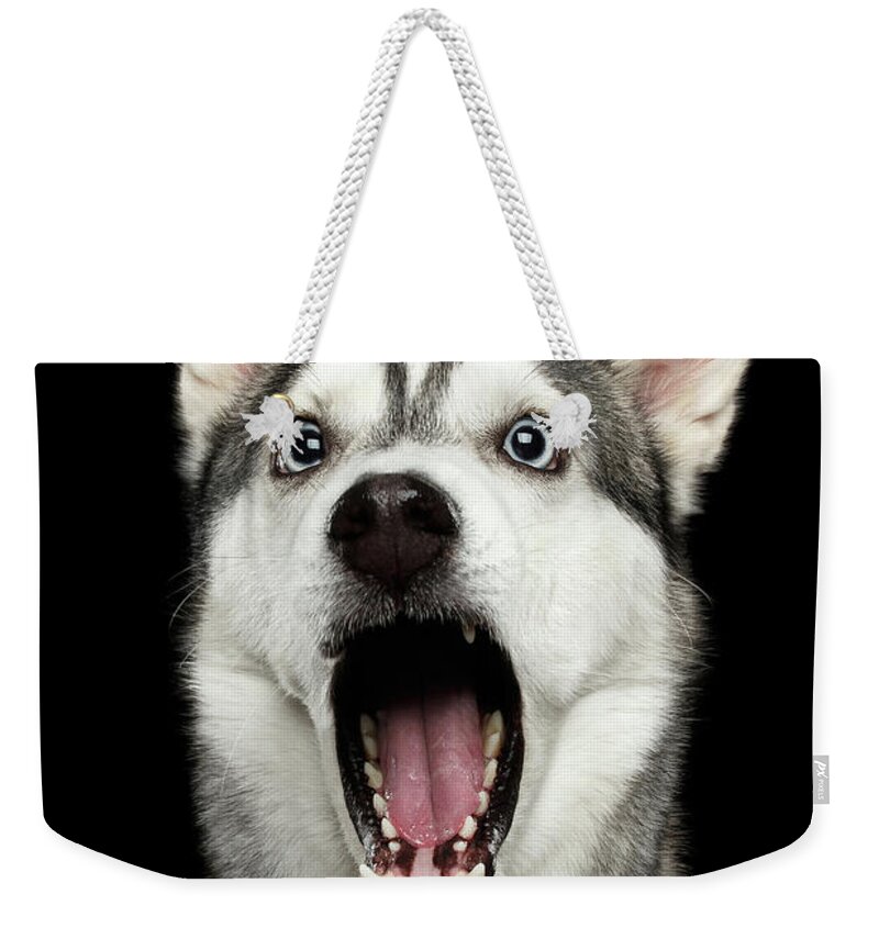 Dog Weekender Tote Bag featuring the photograph Portrait of Amazement Siberian Husky by Sergey Taran
