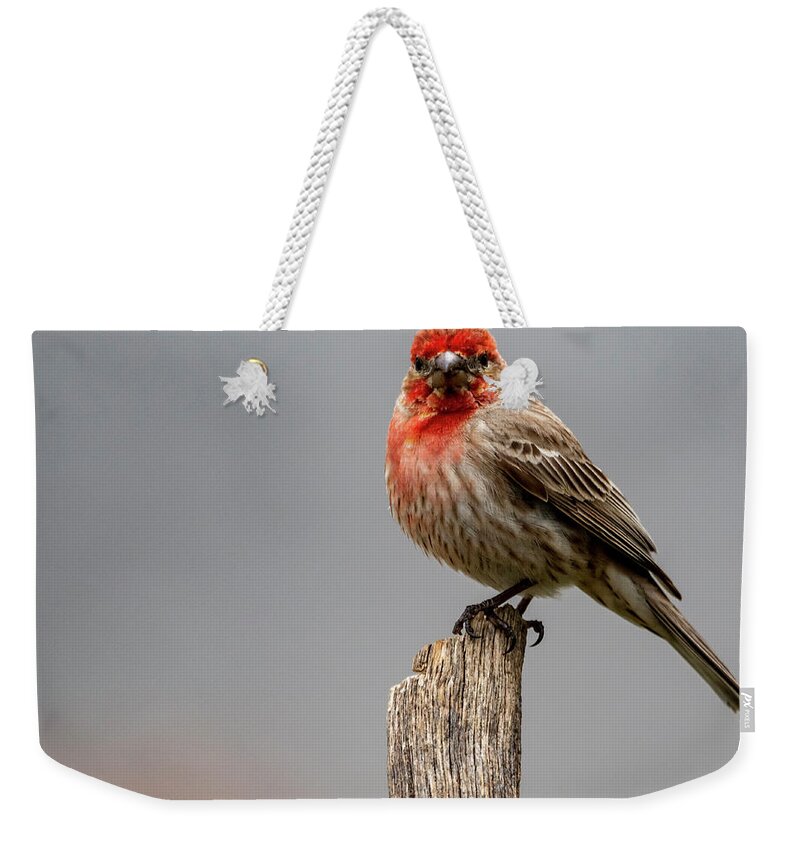 Bird Weekender Tote Bag featuring the photograph Posing Finch by Cathy Kovarik