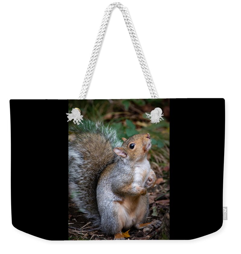 Squirrel Weekender Tote Bag featuring the photograph Posing Squirrel by Linda Bonaccorsi