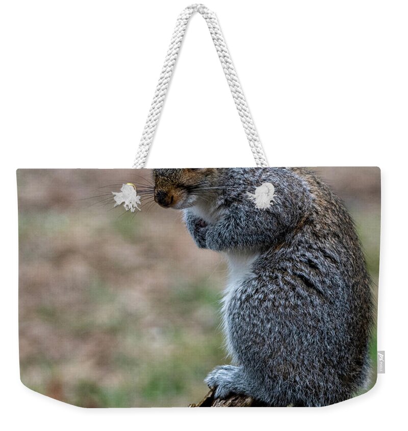 Mammal Weekender Tote Bag featuring the photograph Posted by Cathy Kovarik