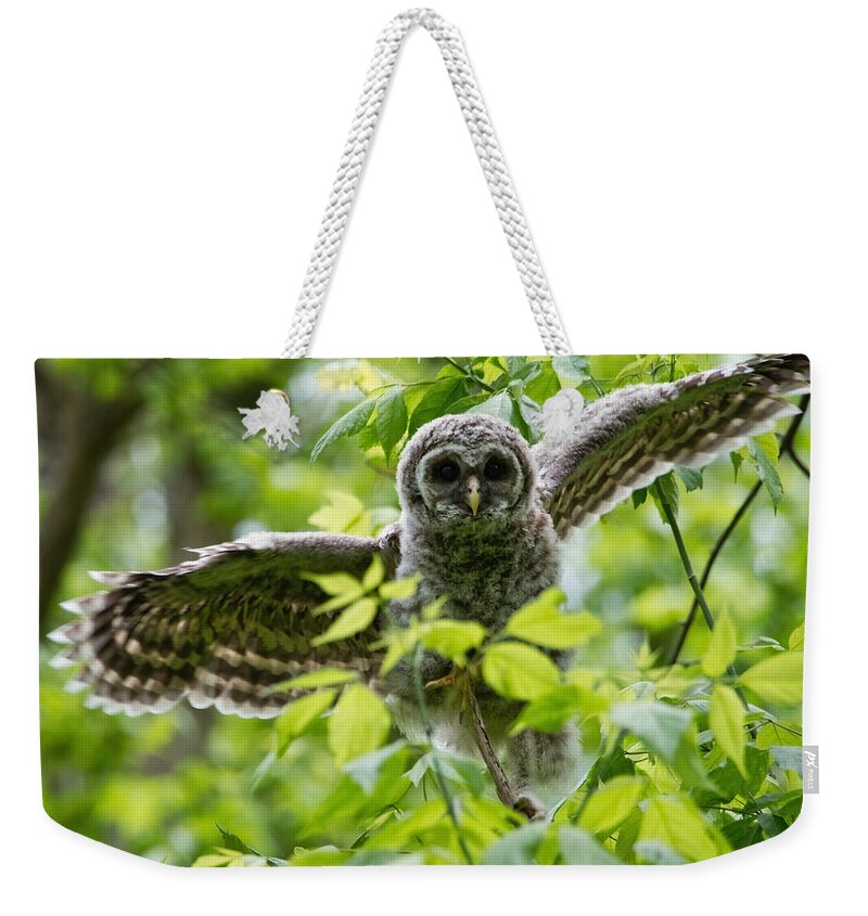 Owlet Weekender Tote Bag featuring the photograph Practice Flight by Judy Cuddehe