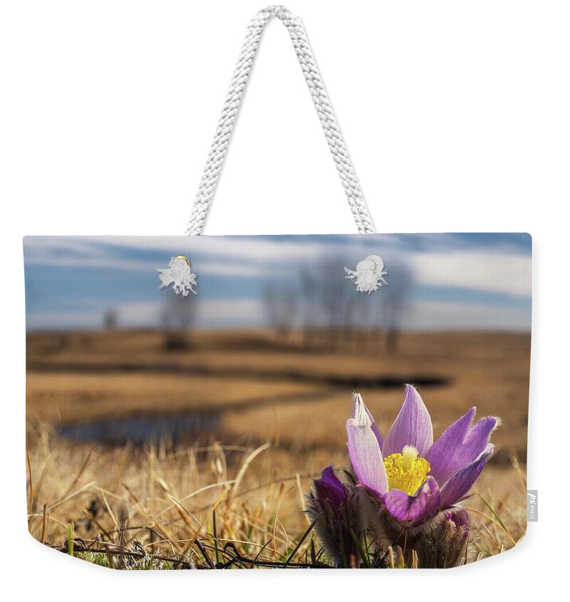 Crocus Weekender Tote Bag featuring the photograph Prairie Crocus - Wild Pasque flowers in early spring on ND Prairie with coulee in background by Peter Herman
