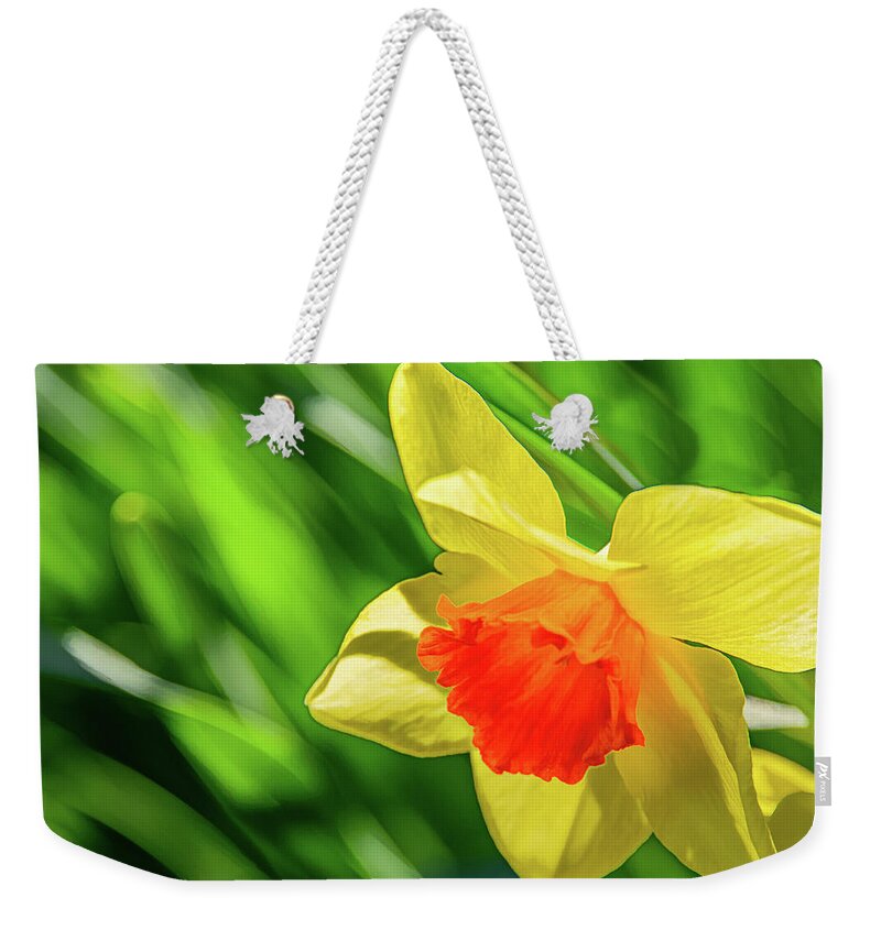 Daffodils Weekender Tote Bag featuring the photograph Precocious Daffodil by Marcy Wielfaert