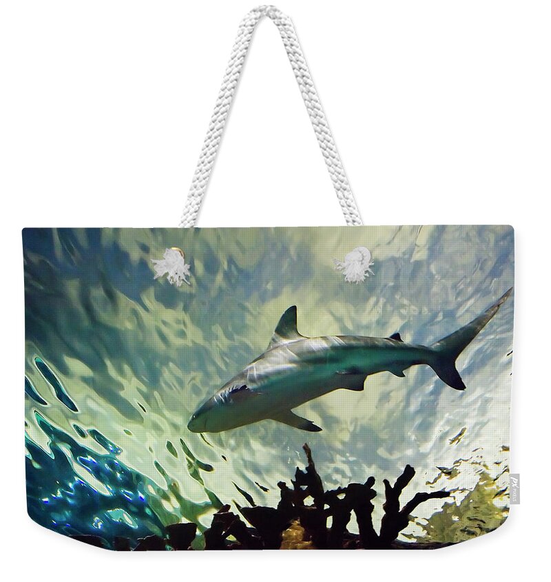 Bull Shark Weekender Tote Bag featuring the photograph Predator of the Sea by Jill Love