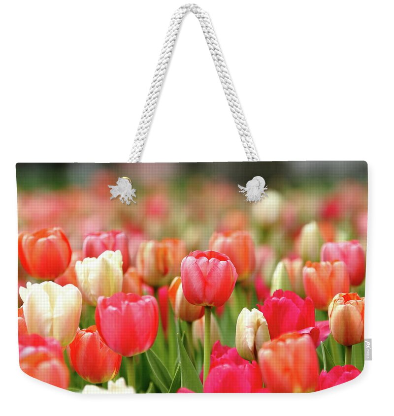 Nature Weekender Tote Bag featuring the photograph Pretty Pastels by Lens Art Photography By Larry Trager