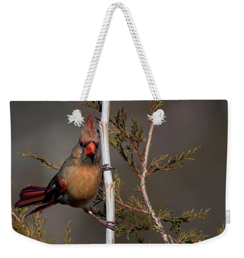 Nature Weekender Tote Bag featuring the photograph Pretty Pole Dancer by Linda Shannon Morgan