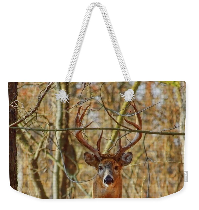 Wildlife Weekender Tote Bag featuring the photograph Prince Of The Forest by Dale Kauzlaric